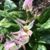 erythronium_rosalind2_morlas_plants