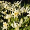 erythronium_white_beauty_morlas_plants