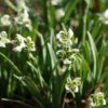 galanthus_nivalis_blewbury_tart_morlas_plants