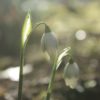 galanthus_ophelia_morlas_plants