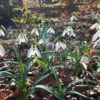 galanthus_sentinel_morlas_plants