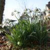 galanthus_white_swan_morlas_plants