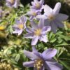 anemone_nemorosa_robinsoniana2_morlas_plants