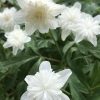 anemone_nemorosa_vestal_morlas_plants