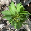anemone_ranunculoides_crazy_vienna2_morlas_plants
