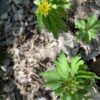 anemone_ranunculoides_crazy_vienna3_morlas_plants