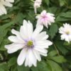 anemone_nemorosa_blue_eyes_morlas_plants