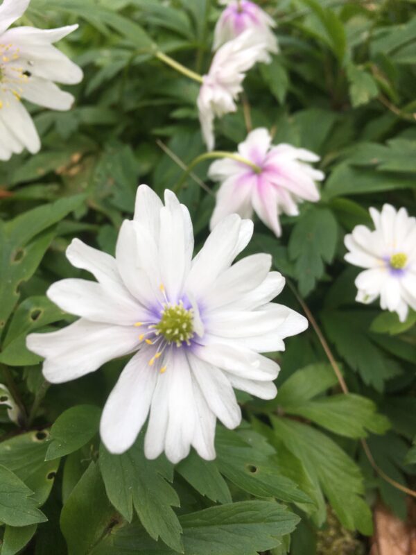 anemone_nemorosa_blue_eyes_morlas_plants