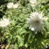 anemone_nemorosa_bracteata_pleniflora_morlas_plants