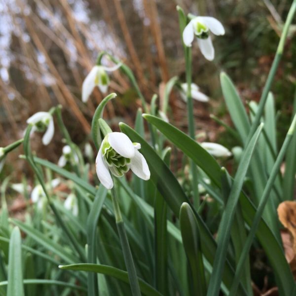 Galanthus 'Forge Double'