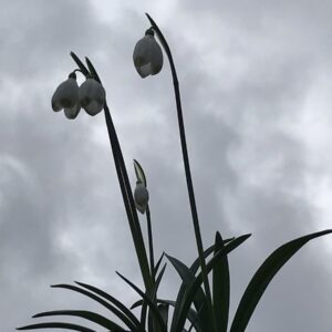 Galanthus plicatus 'Trinity'