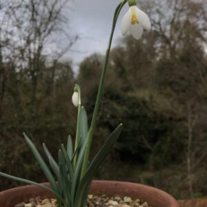 Galanthus 'Mother Goose'