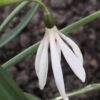 galanthus_nivalis_white_spider-star_morlas_plants