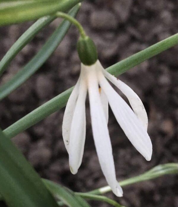 galanthus_nivalis_white_spider-star_morlas_plants