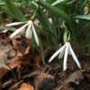 galanthus_nivalis_white_spider_star3_morlas_plants