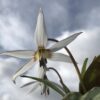 erythronium_dens_canis_white_splendour_morlas_plants