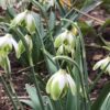 galanthus_nivalis_trudy_spotted_morlas_plants