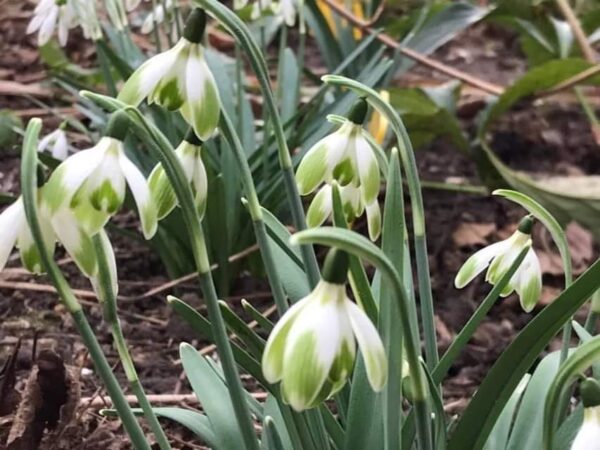 galanthus_nivalis_trudy_spotted_morlas_plants