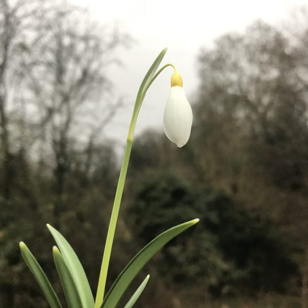 Galanthus 'Dick's Early Yellow'