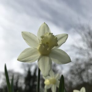 Narcissus 'Candlepower'
