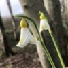 galanthus_plicatus_golden_fleece3_morlas_plants