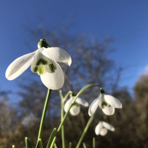Galanthus 'Byfield Special'