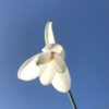 galanthus_elwesii_white_perfection_morlas_plants