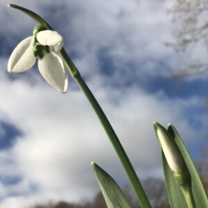 Galanthus 'The Whopper'