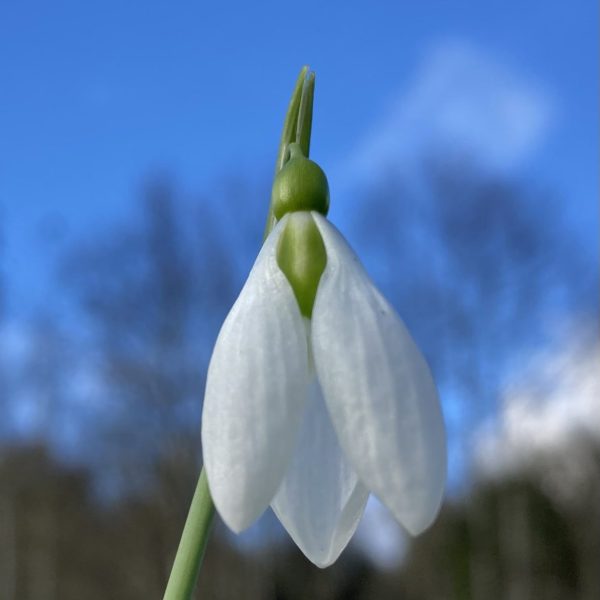 Galanthus 'Toothy'