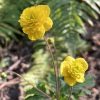 anemone_ranunculoides_linda2_morlas_plants