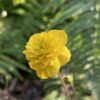 anemone_ranunculoides_linda_morlas_plants