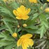 anemone_ranunculoides_kassari_kirju2_morlas_plants