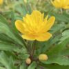 anemone_ranunculoides_kassari_Kirju_morlas_plants