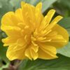 anemone_ranunculoides_orjaku_morlas_plants