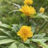 anemone_ranunculoides_orjaku2_morlas_plants