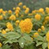 anemone_ranunculoides_nannerl2_morlas_plants