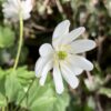 anemone_nemorosa_hilda_morlas_plants