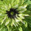 anemone_nemorosa_frenzy2_morlas_plants