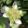 anemone_nemorosa_green_fingers_morlas_plants