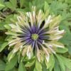 anemone_nemorosa_frenzy_morlas_plants